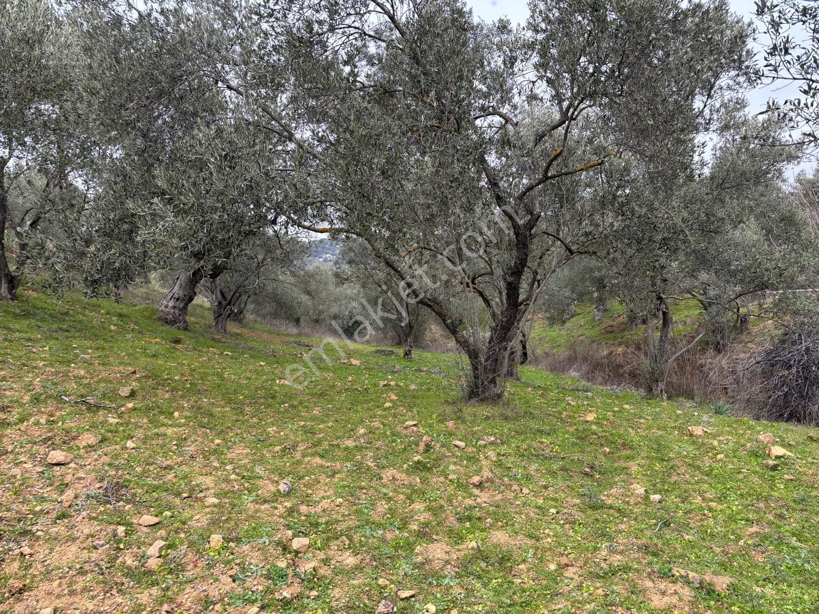 Sağancı Mahallesi Köy Merkezine Yakın Satılık 2146 M2 Zeytinlik - Görsel 3