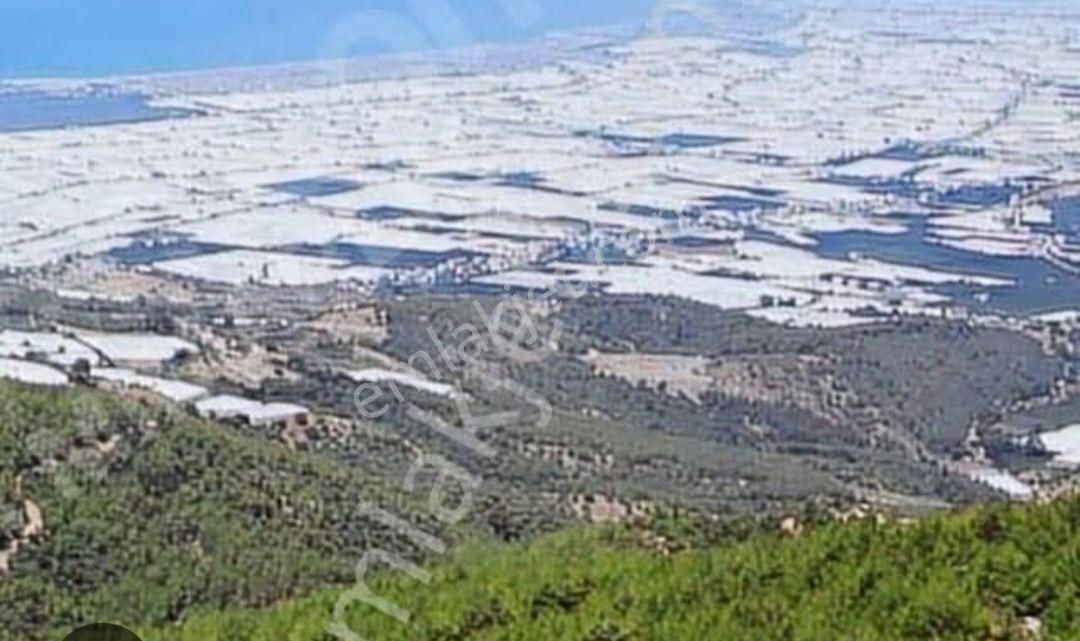 Kumluca Yeşilköy Satılık Tarla Kumluca Yeşilköy Mükemmel Lokasyon Müstakil Tapu