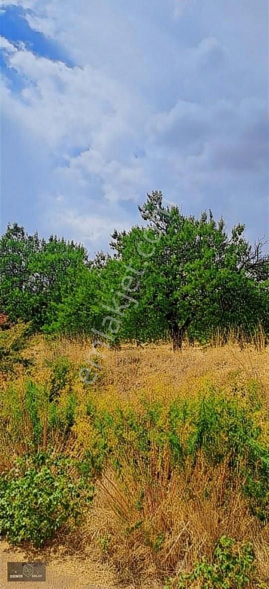 Akçadağ Gölpınar Satılık Bağ & Bahçe Akçadağ Gölpınar Da Satlik Bakimli Kaysi Bahcesi