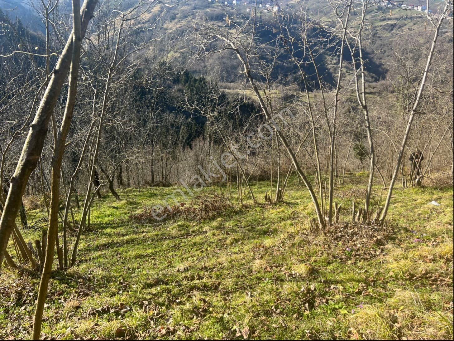 Yomra Kaşüstü Satılık Arazi Şah Group Gayrimenkul Güvencesiyle Satılık Arazi Fıdık Bahçesi