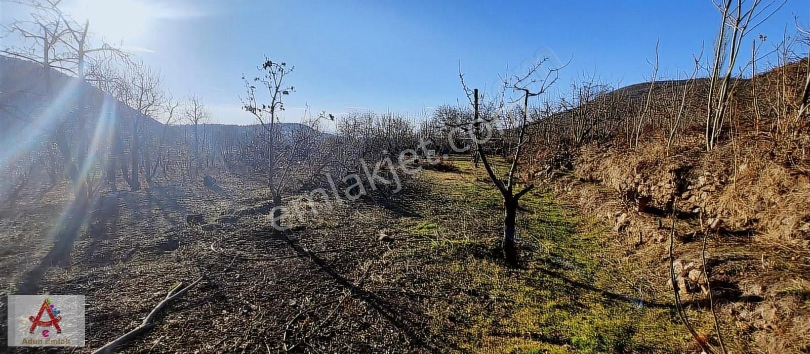 Amasya Merkez Aydınlık Köyü Satılık Tarla Adım Emlak'tan Aydınlık Köyünde 1270 M2 Satılık Bağ