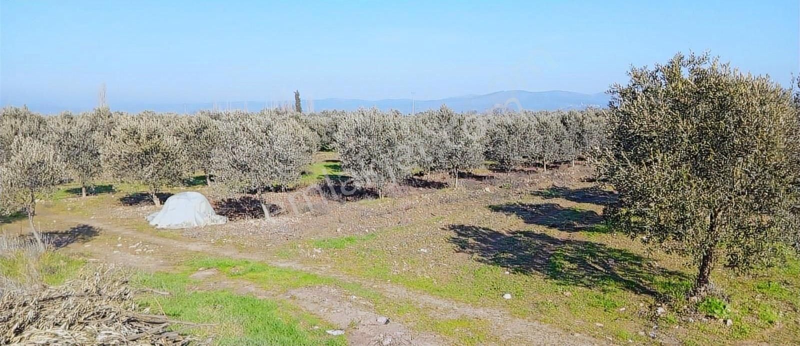 Akhisar Yenice Satılık Tarla Akhisar'a 9 Km Mesafede Köy İçi Zeytin Tarlası