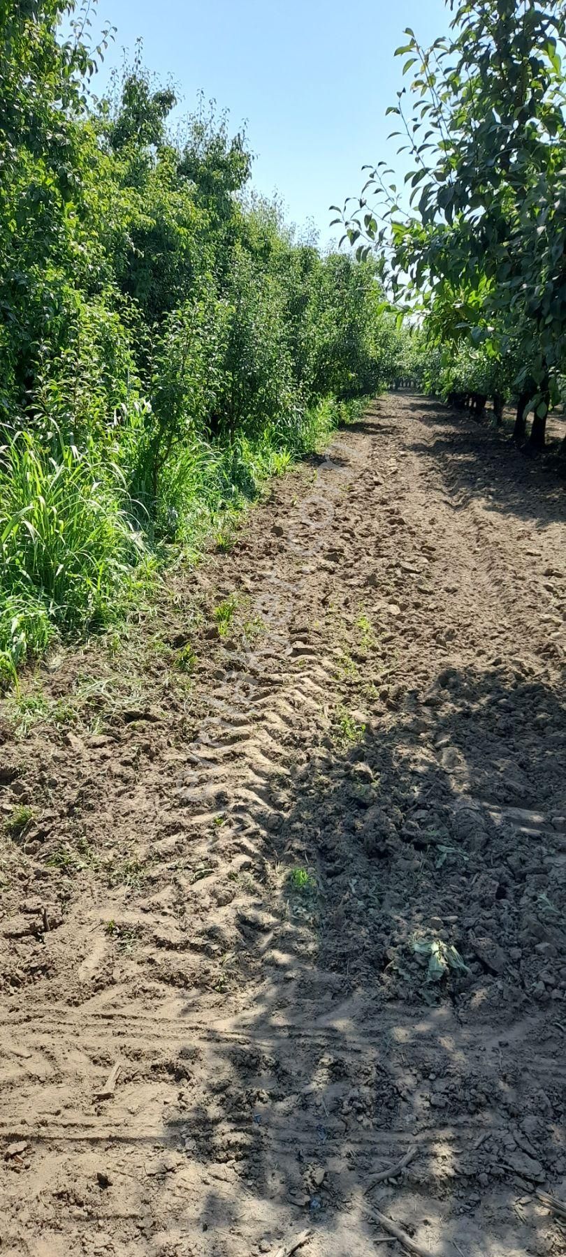 Yenişehir Selimiye Satılık Tarla Bursa İli Yenişehir Selimiye Köy Satılık Tarla