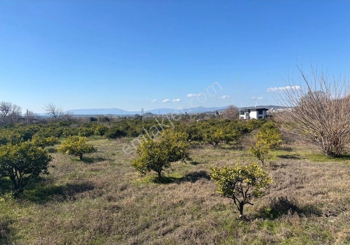 Seferihisar Tepecik Mh De 12,859m2 Narenciye Bahçesi - Görsel 6