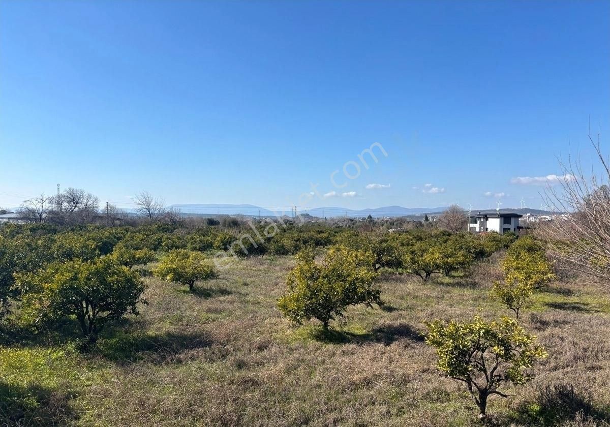 Seferihisar Tepecik Mh De 12,859m2 Narenciye Bahçesi - Görsel 3