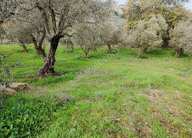 Altınözü Sofular Satılık Tarla Sofularda Ana Yola Yakın 4dnm... Harbıye Ye 5 Dk