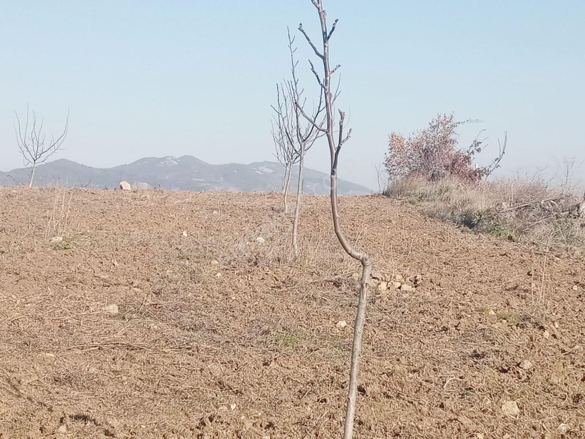 Yenişehir Kızılhisar Satılık Tarla Yenişehir Kızılhisar'da 21,442,m2-yolu Suyu Olan Ceviz Bahçesi