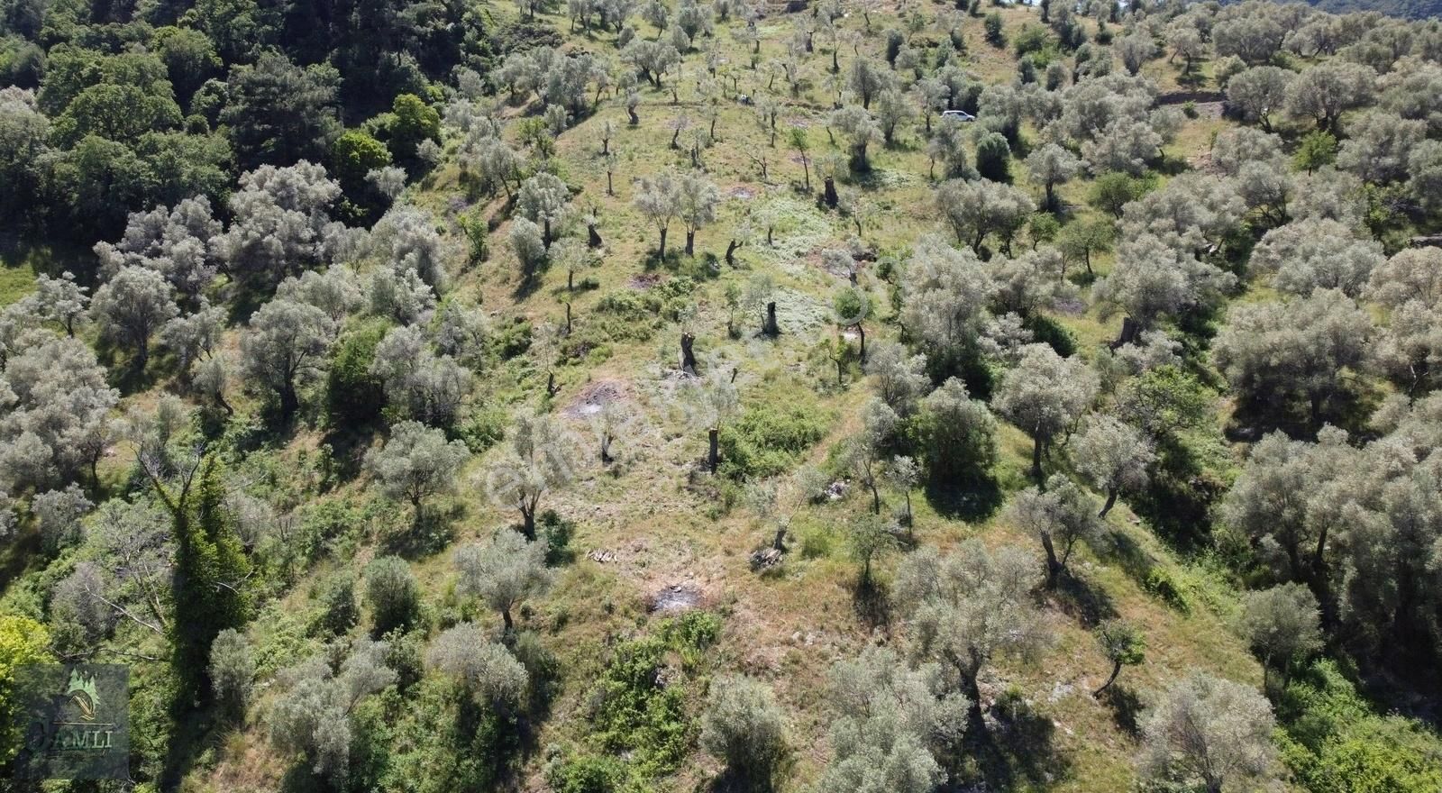 Seferihisar Gödence Satılık Tarla Çamlı Gayrimenkulden Satılık Zeytinli Tarla