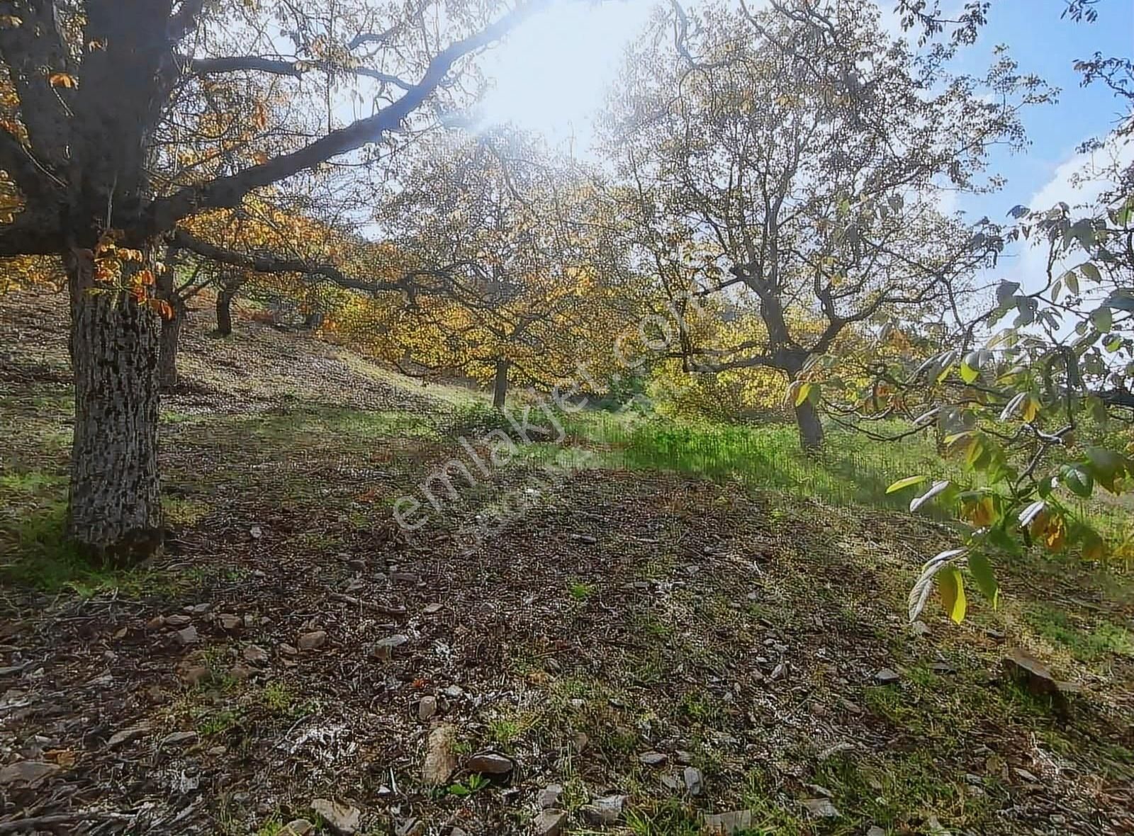 Doğanay Emlaktan İzmir Tirede Ceviz Kestane Bahçesi - Görsel 9