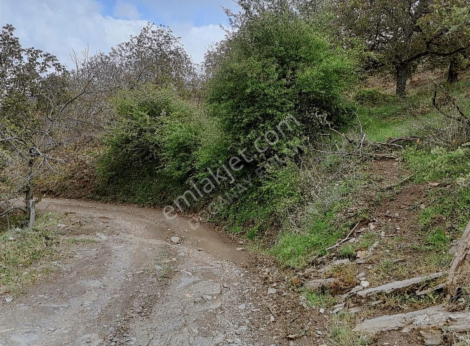 Doğanay Emlaktan İzmir Tirede Ceviz Kestane Bahçesi - Görsel 5