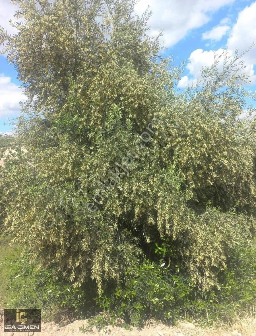 Musabeyli Kozlubağ Köyü Satılık Özel Kullanım Kilis Musabeyli Kozlubag Zeytin Fıstık Bahçesi