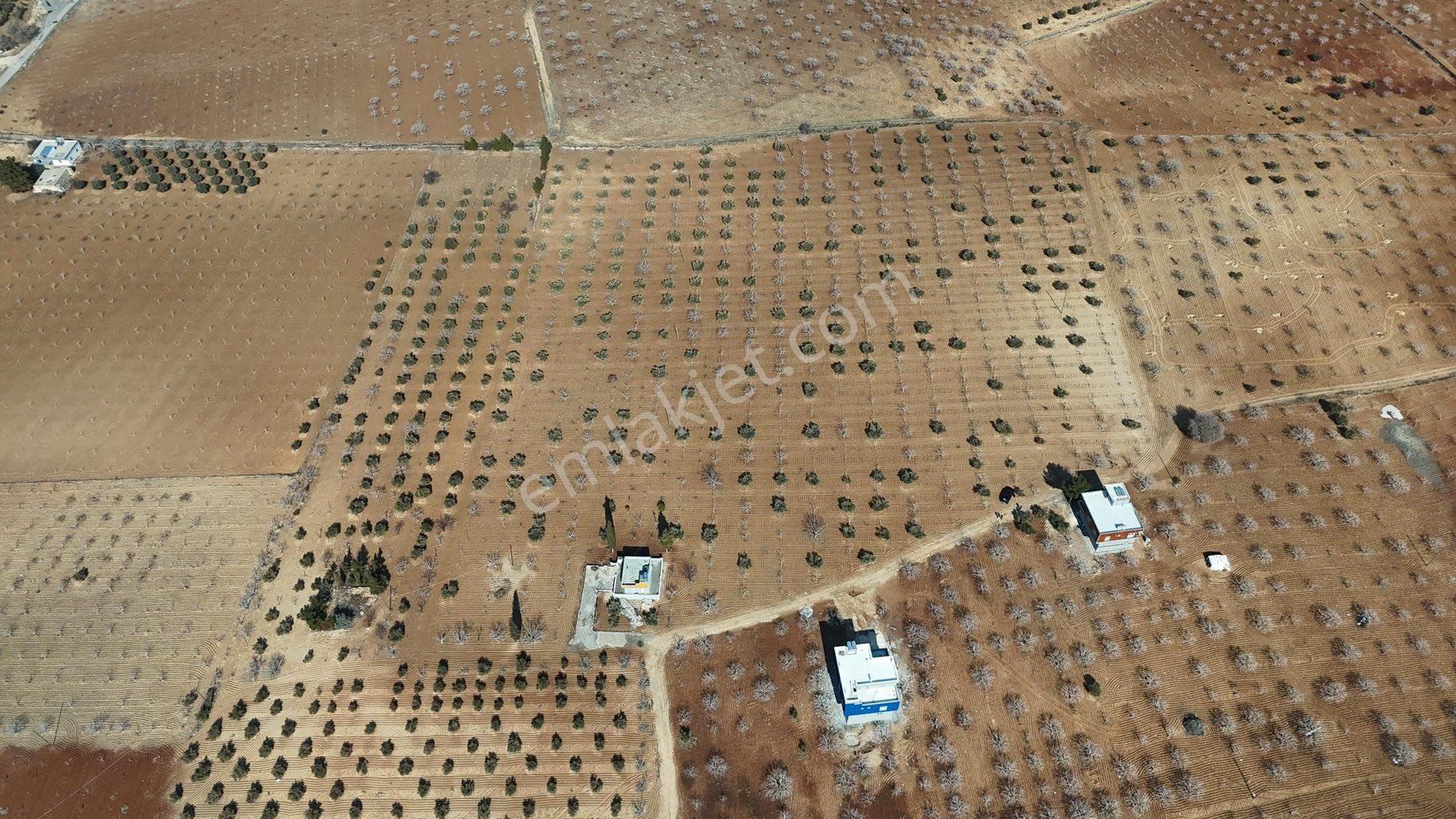 Karaköprü Kuşluca Satılık Bağ & Bahçe Şanlı Gayrimenkul Den Satılık Tek Tapu 12,500 M2 Bahçe