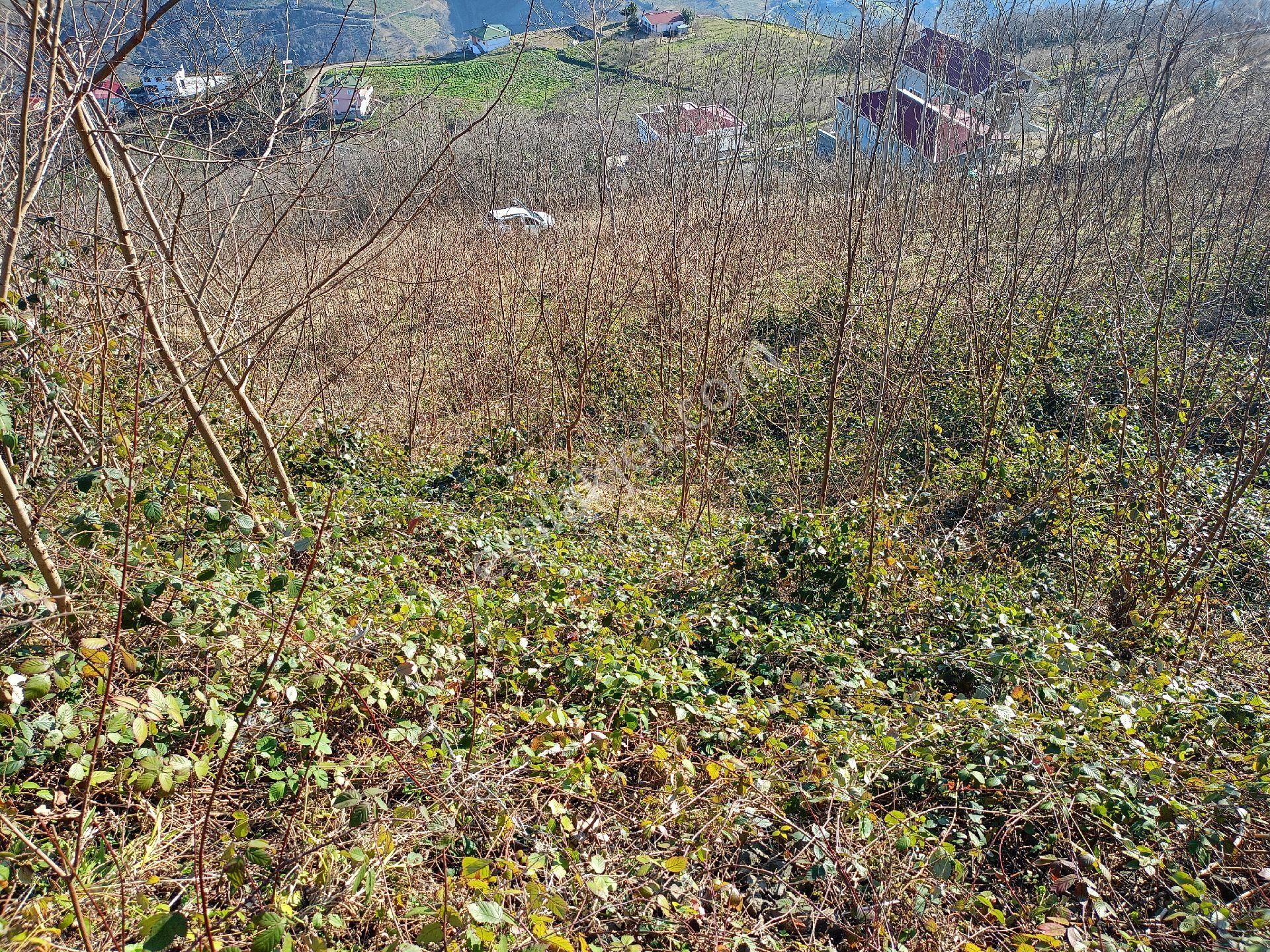 Trabzon Akçaabat Satılık Turizm İmarlı Akçaabat’ In Turizm Beldesi Akçatepe' De Deniz, Doğa Ve Trabzon Manzaralı Satılık Villalık Arsalar