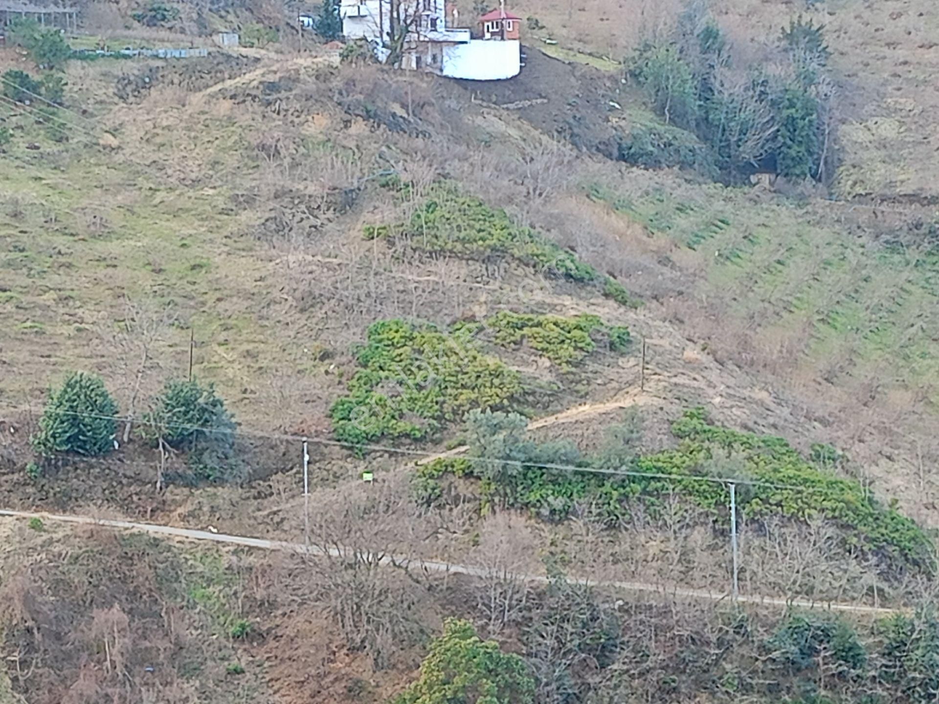 Akçaabat Darıca Satılık Arazi Aydınoğlu Gayrimenkulden Darıca' Da Satılık Deniz Manzaralı 2189 M2 Villalık Arazi