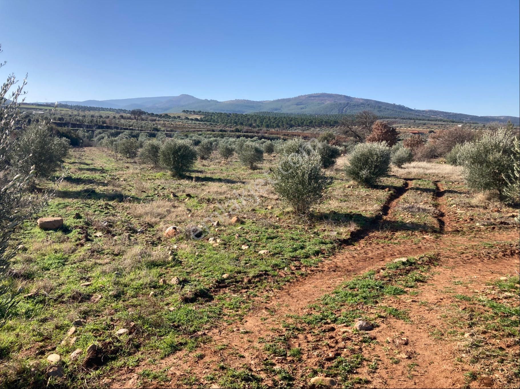 Karacasu Ataeymir Satılık Tarla Düz Ovada Verimli Sulu Tarla Ve Zeytinlik 15.421 M2