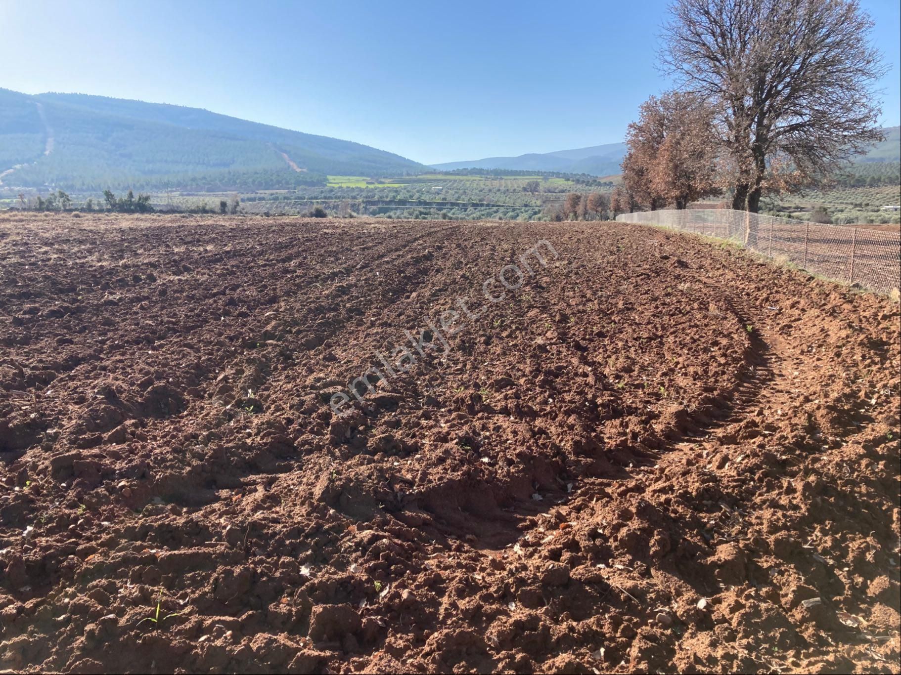Düz Ovada Verimli Sulu Tarla Ve Zeytinlik 15.421 M2 - Görsel 7