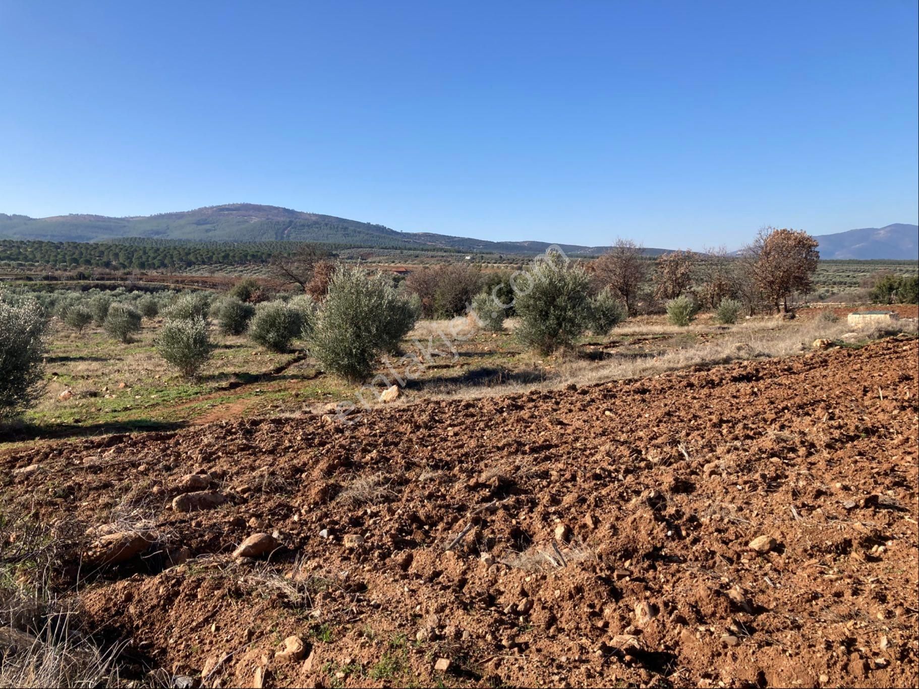 Düz Ovada Verimli Sulu Tarla Ve Zeytinlik 15.421 M2 - Görsel 5