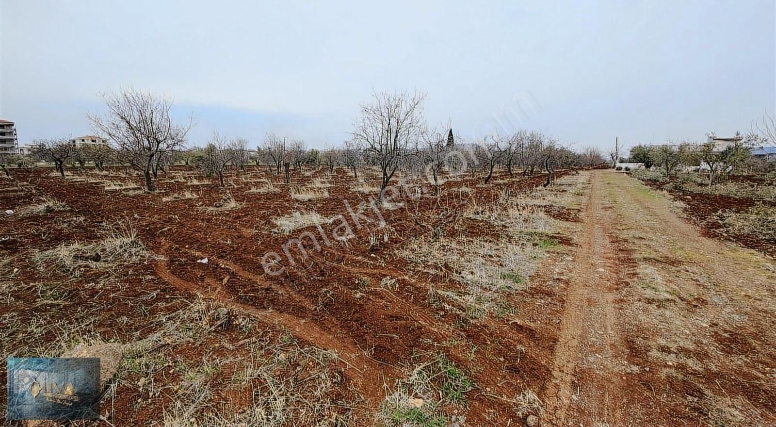 Kilis Merkez Yaşar Aktürk Satılık Konut İmarlı Liva Gayrimenkulden Beşevlerde A-5 İmarlı Satılık Arazi