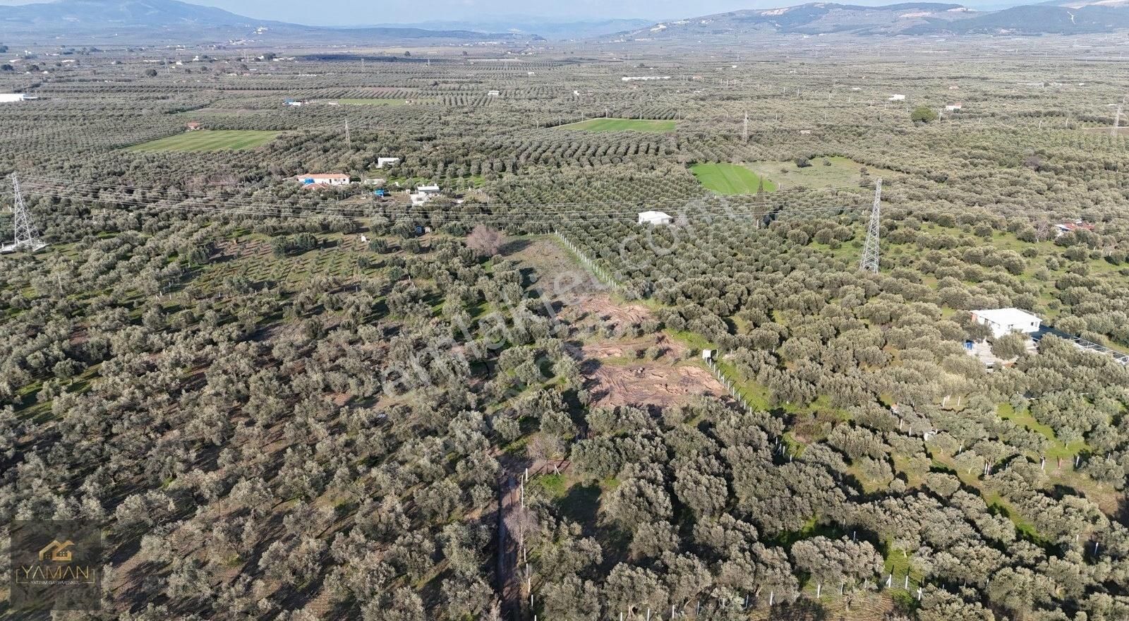 Akhisar Efendi Satılık Tarla Akhisar Efendi Mahallesinde İmara 450 M Uzaklıkta Satılık Tarla