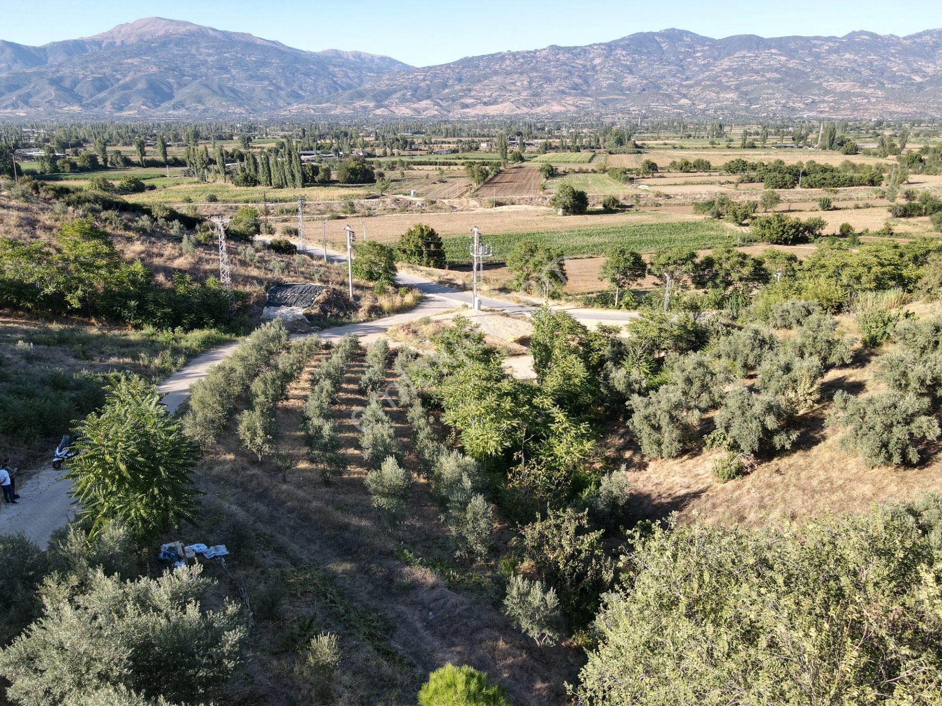 Kiraz Umurcalı Satılık Zeytinlik Meta,dan Yola Cepheli Su Hattı Bulunan Zeytinlik