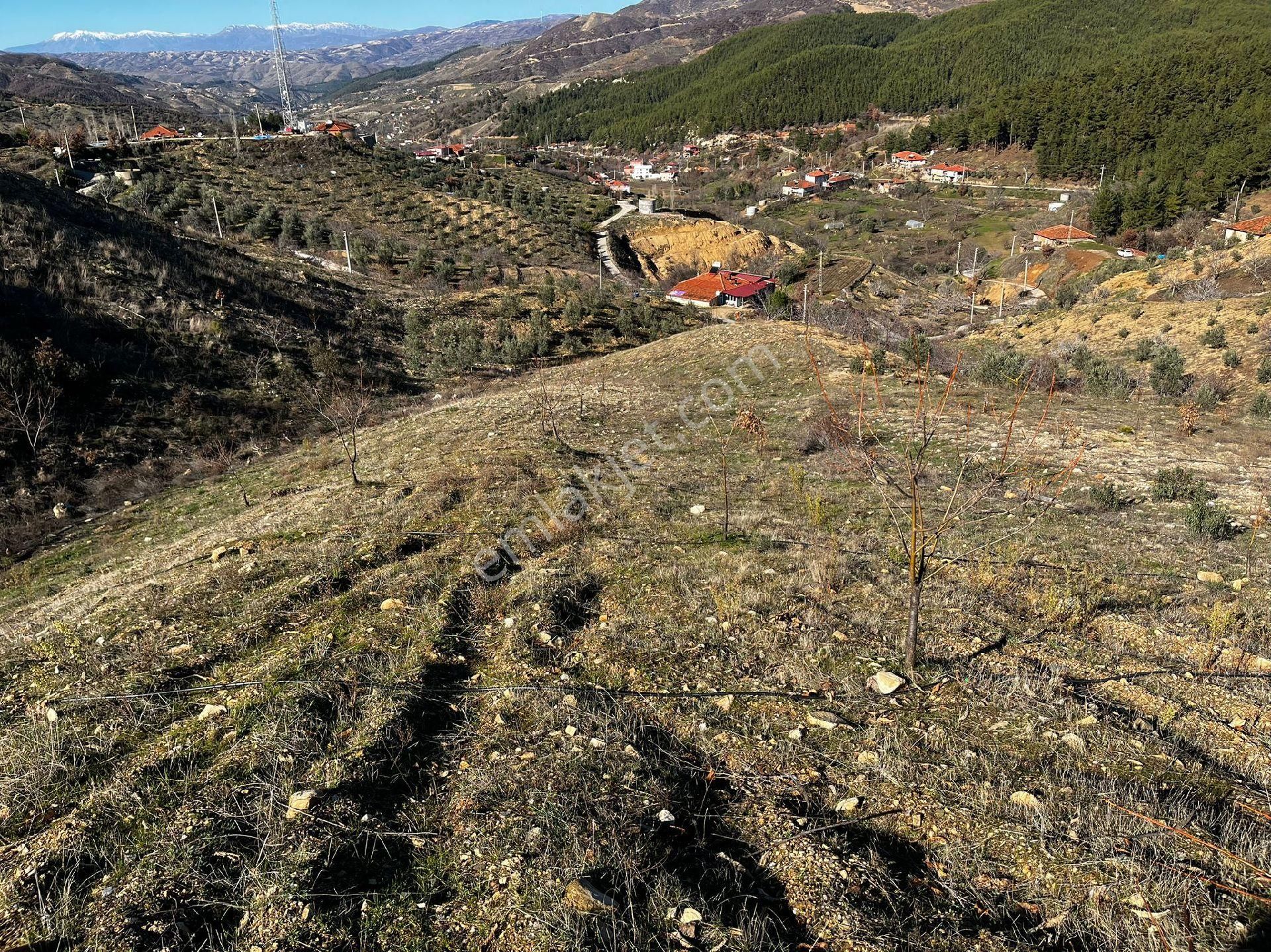 Nazilli Aşağıyakacık Satılık Tarla Aşağı Yakacık Mahallesınde Satılık Kestane Ve Zeytın Bahcesı