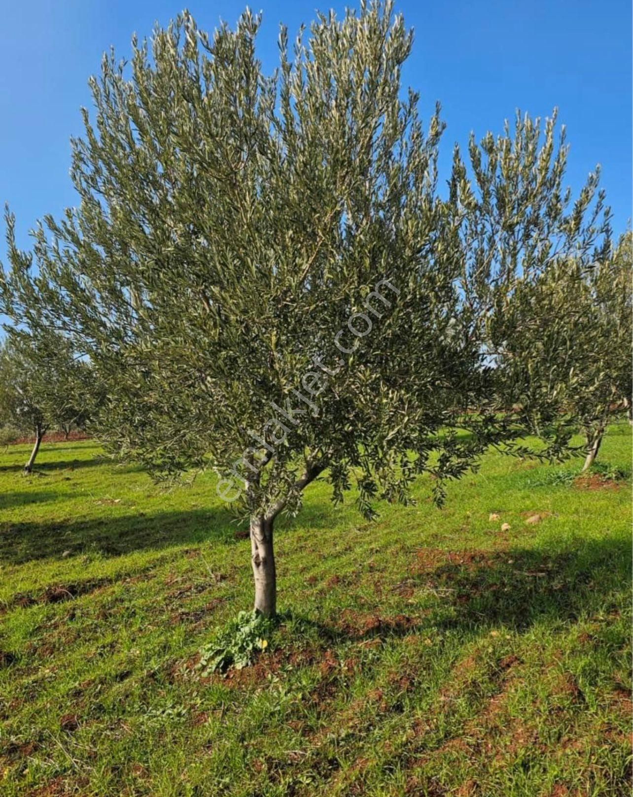 Kilis Merkez Necmettin Erbakan Satılık Zeytinlik Tuğrul Emlaktan Fırsat Zeytinlik 2895m2