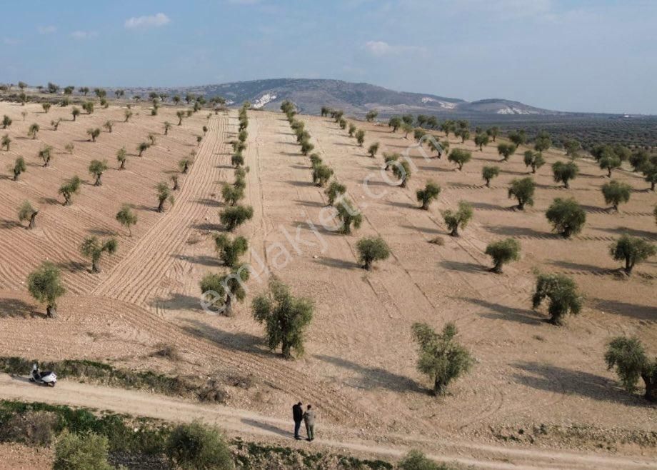 Kilis Merkez Beşenli Köyü Satılık Zeytinlik Tuğrul Emlaktan Fırsat 5529m2 75 Ağaç Zeytin