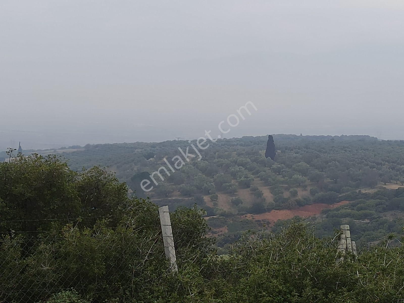 Turgutlu Sinirli Satılık Zeytinlik İnan Emlak Gayrimenkulden Sinirli Mh Satılık Zeytinlik