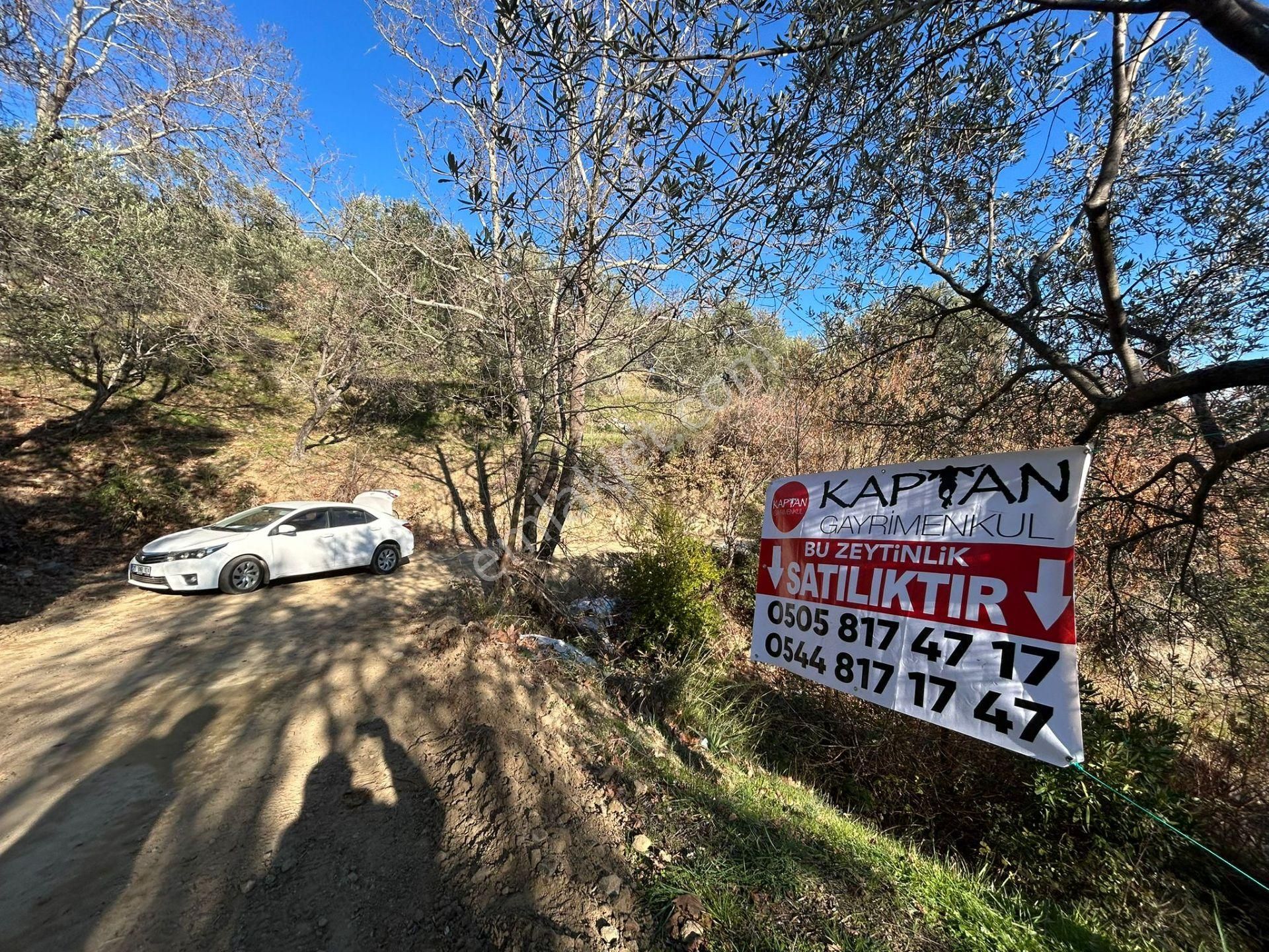 Edremit Tahtakuşlar Satılık Zeytinlik Kaptan'dan Edremit-tahtakuşlar'da Deniz Manzaralı Kadastral Yola Cephe Satılık 3 Dönüm Zeytinlik