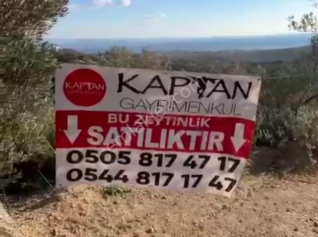 Edremit Kavlaklar Satılık Zeytinlik Kaptan'dan Edremit-kavlaklar'da Deniz Manzaralı Kadastral Yola Cephe Satılık 5582 M2 Zeytinlik