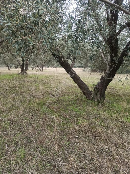 Turgutlu Derbent Satılık Tarla İnan Emlak Gayrimenkulden Derbent Mh Satılık Tarla