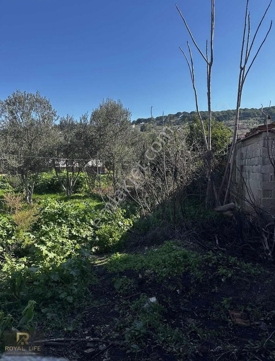 Söke Burunköy Satılık Konut İmarlı Tatil Beldelerine Yakın İmarlı Yatırımlık Arsa