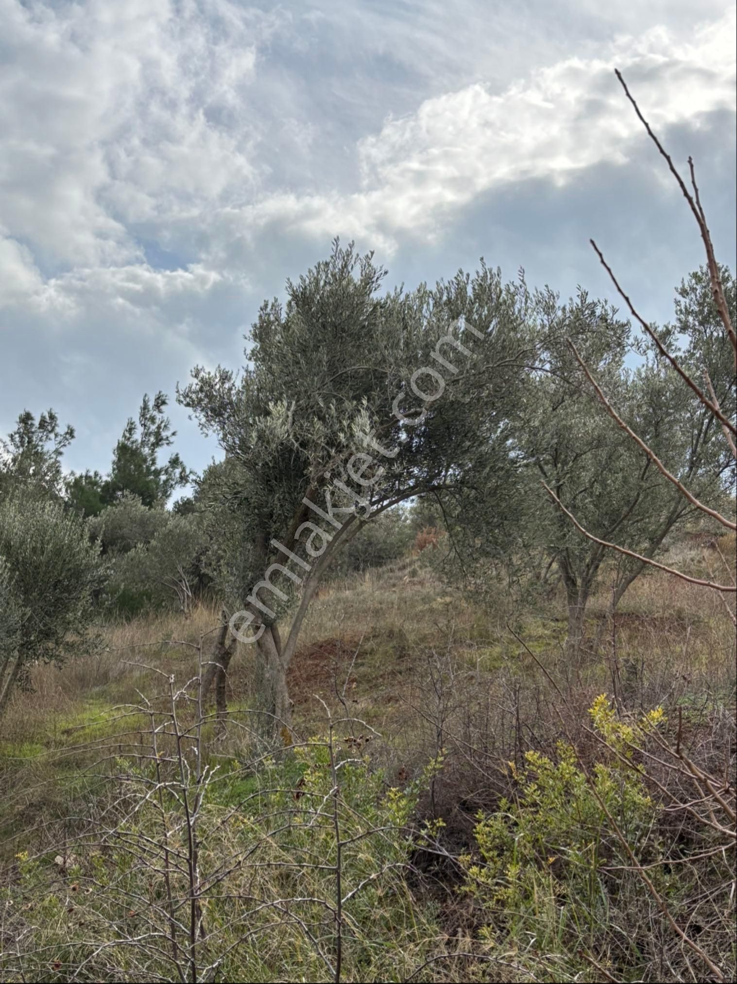 Bergama Eğrigöl Satılık Tarla Bergama-eğrigöl Mahallesinde,satılık Zeytinlik