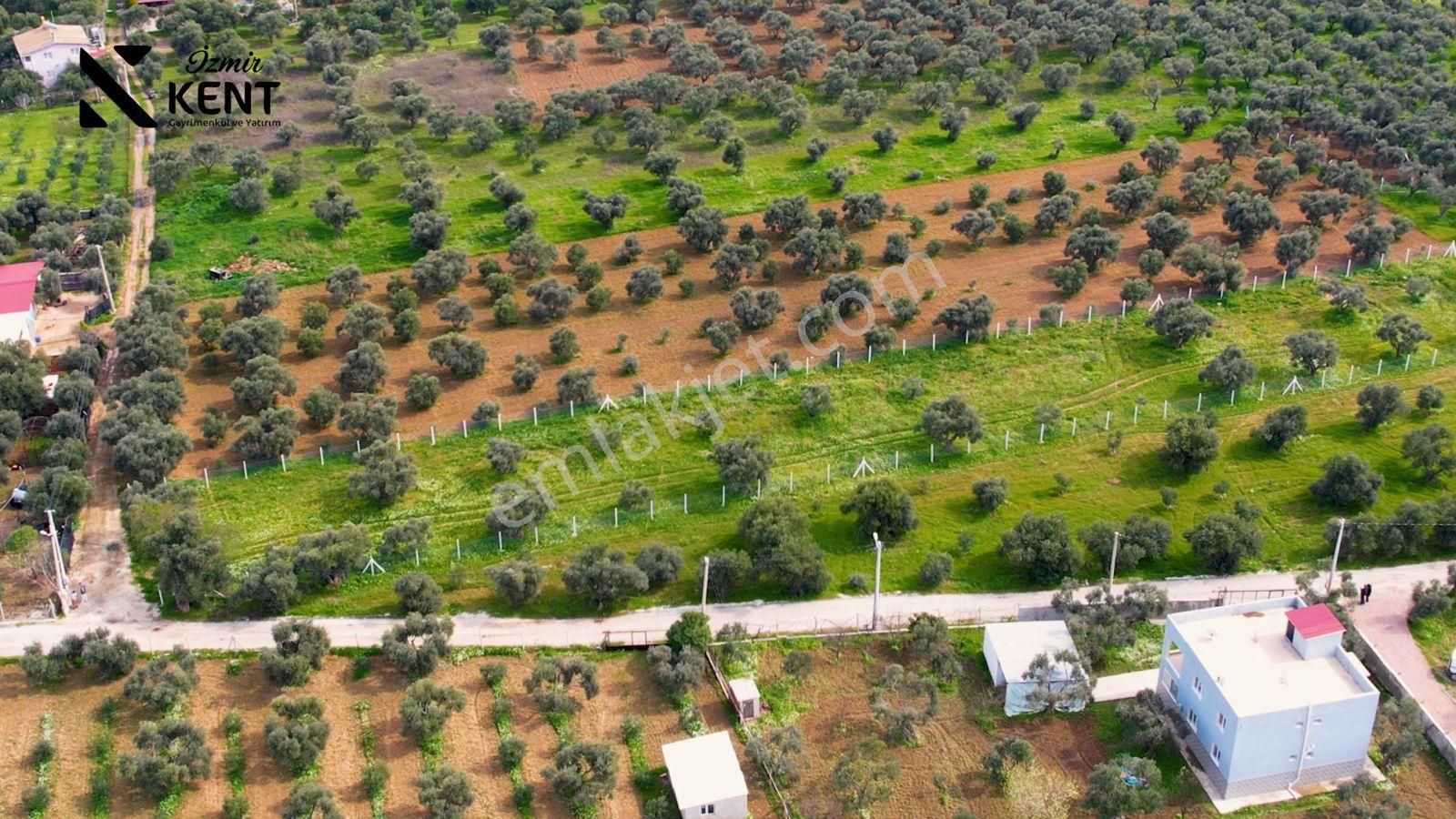 Kemalpaşa Armutlu Satılık 2.661 M2 Zeytinlik - Görsel 2