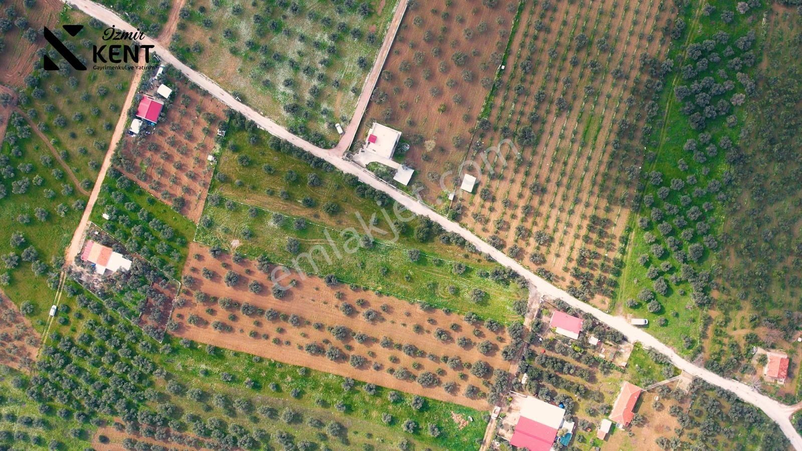Kemalpaşa Armutlu Satılık 2.661 M2 Zeytinlik - Görsel 22