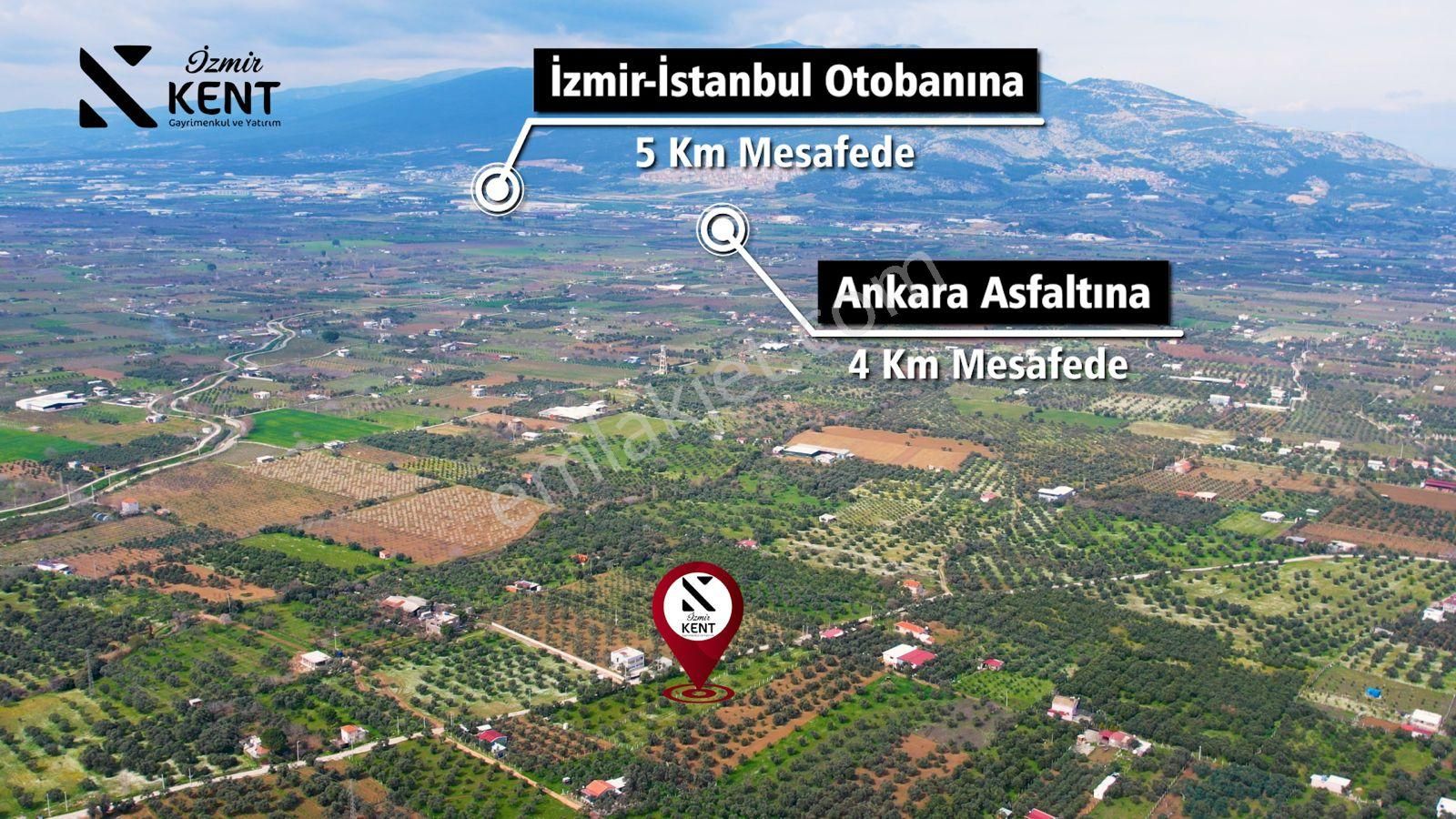 Kemalpaşa Armutlu Satılık 2.661 M2 Zeytinlik - Görsel 10