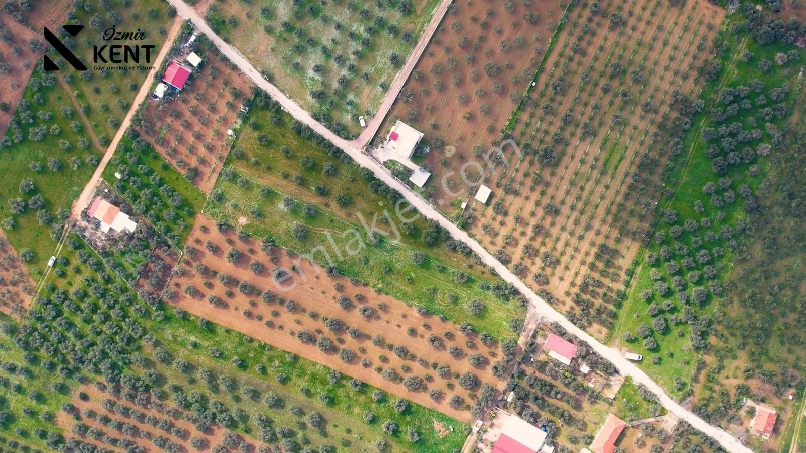 Kemalpaşa Armutlu Satılık 2.661 M2 Zeytinlik - Görsel 11
