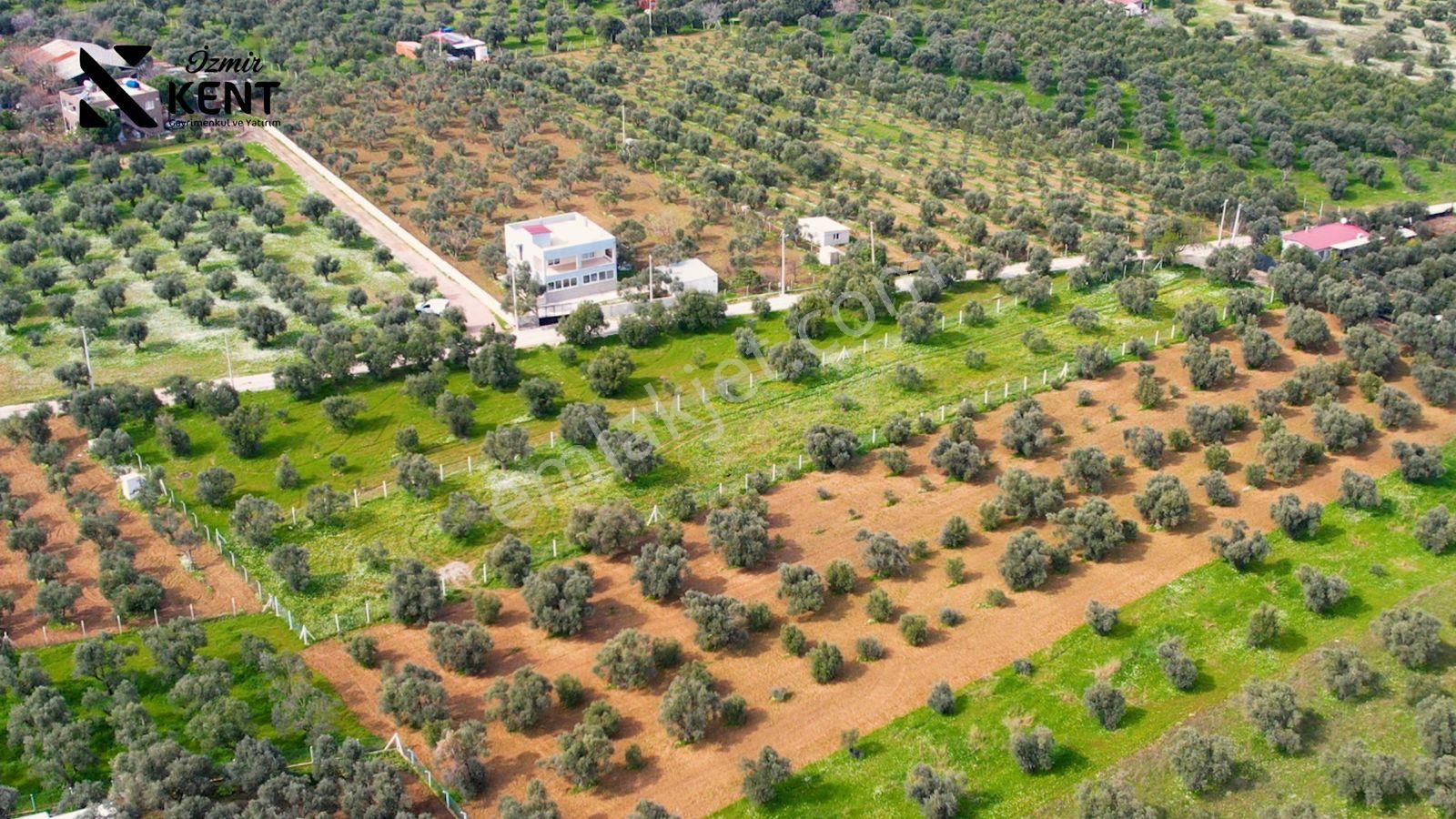 Kemalpaşa Armutlu Satılık 2.661 M2 Zeytinlik - Görsel 4