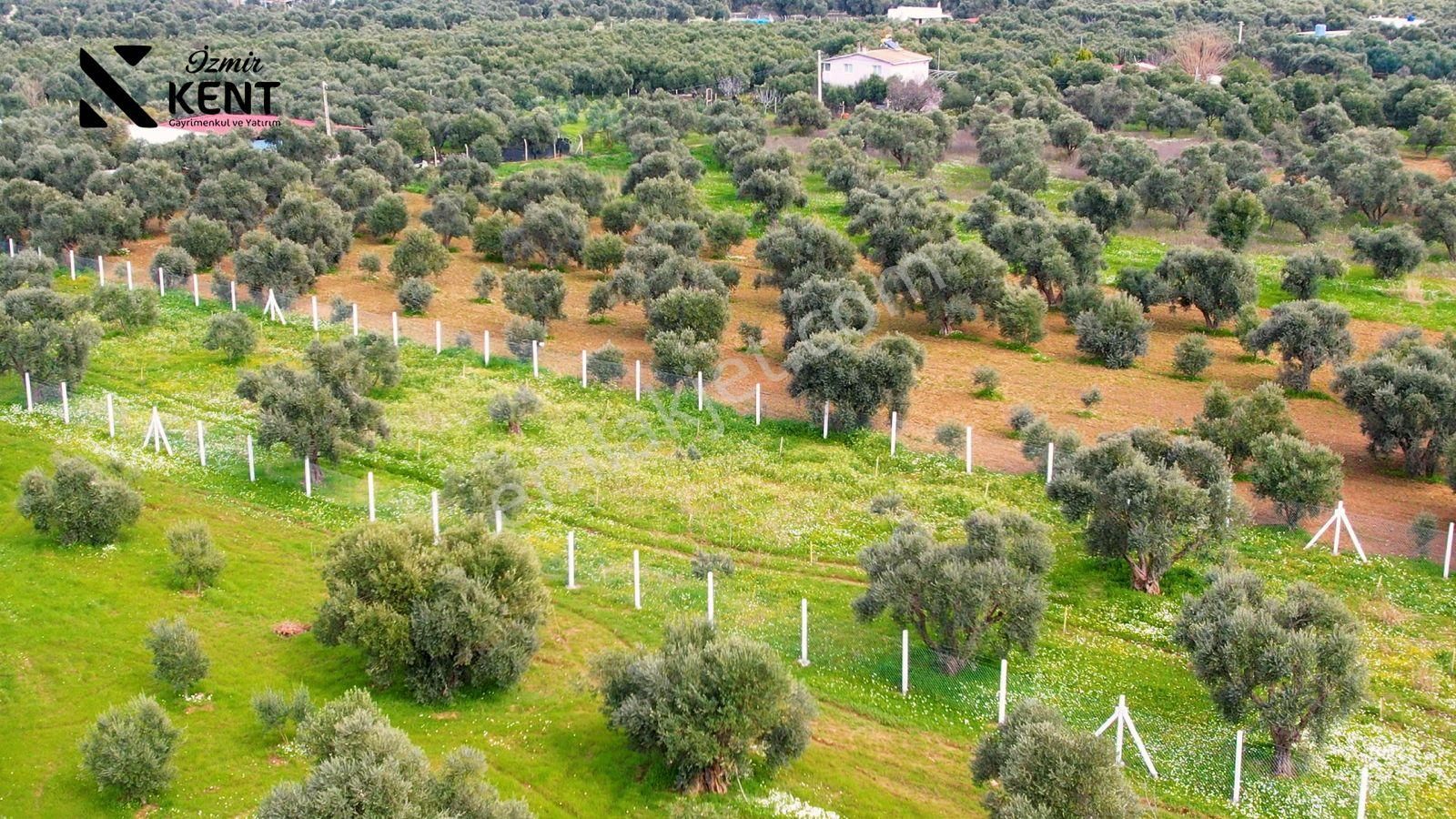 Kemalpaşa Armutlu Satılık 2.661 M2 Zeytinlik - Görsel 5