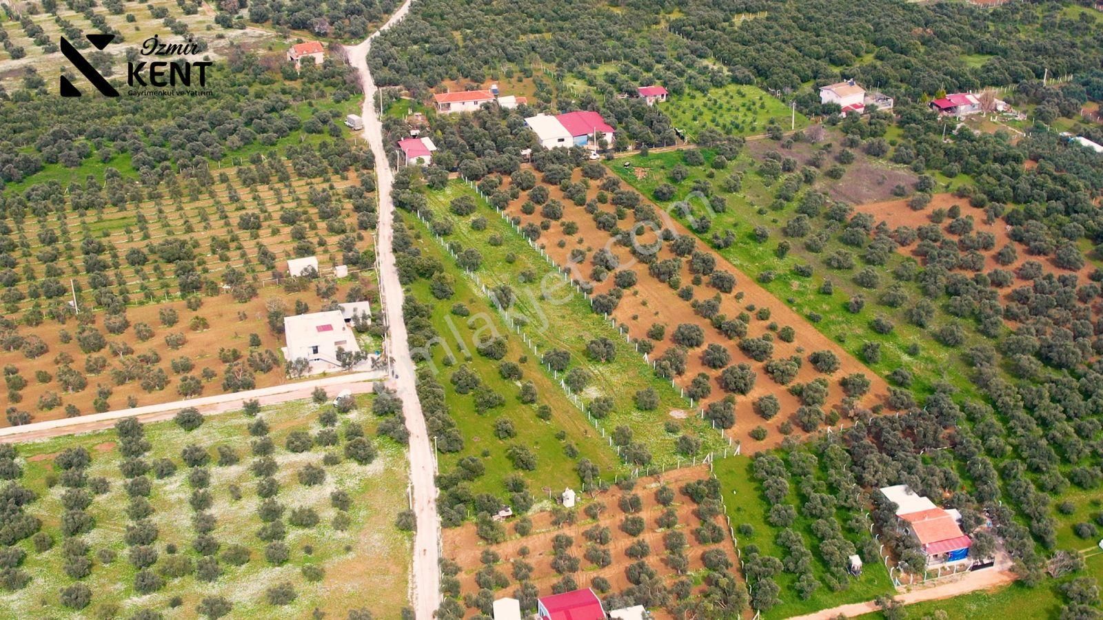 Kemalpaşa Armutlu Satılık 2.661 M2 Zeytinlik - Görsel 17