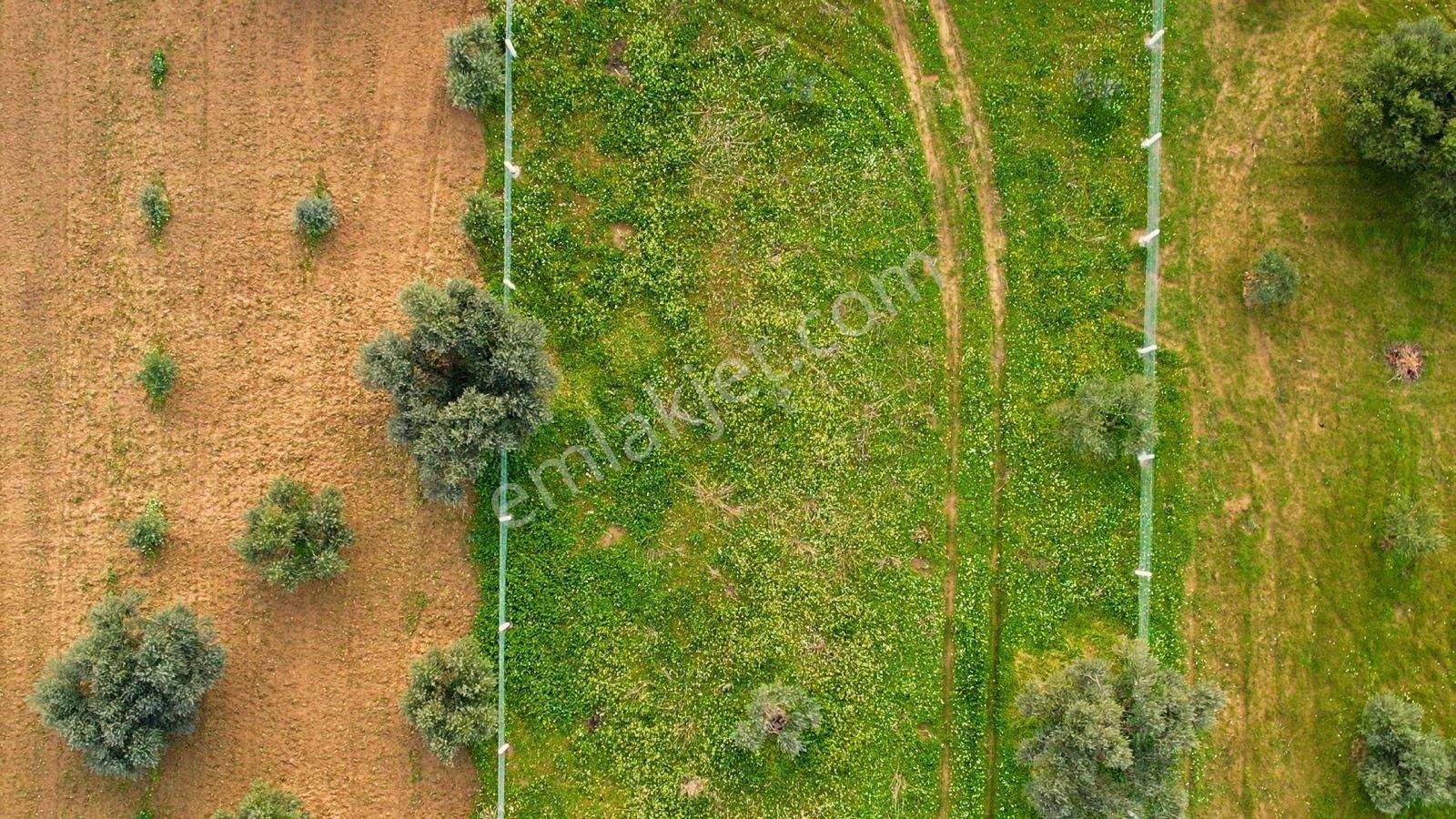 Kemalpaşa Armutlu Satılık 2.661 M2 Zeytinlik - Görsel 13