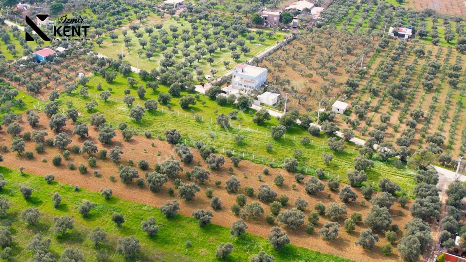Kemalpaşa Armutlu Satılık 2.661 M2 Zeytinlik - Görsel 3