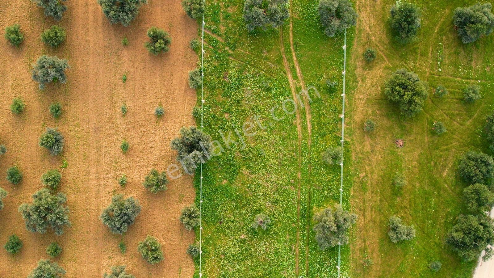Kemalpaşa Armutlu Satılık 2.661 M2 Zeytinlik - Görsel 14