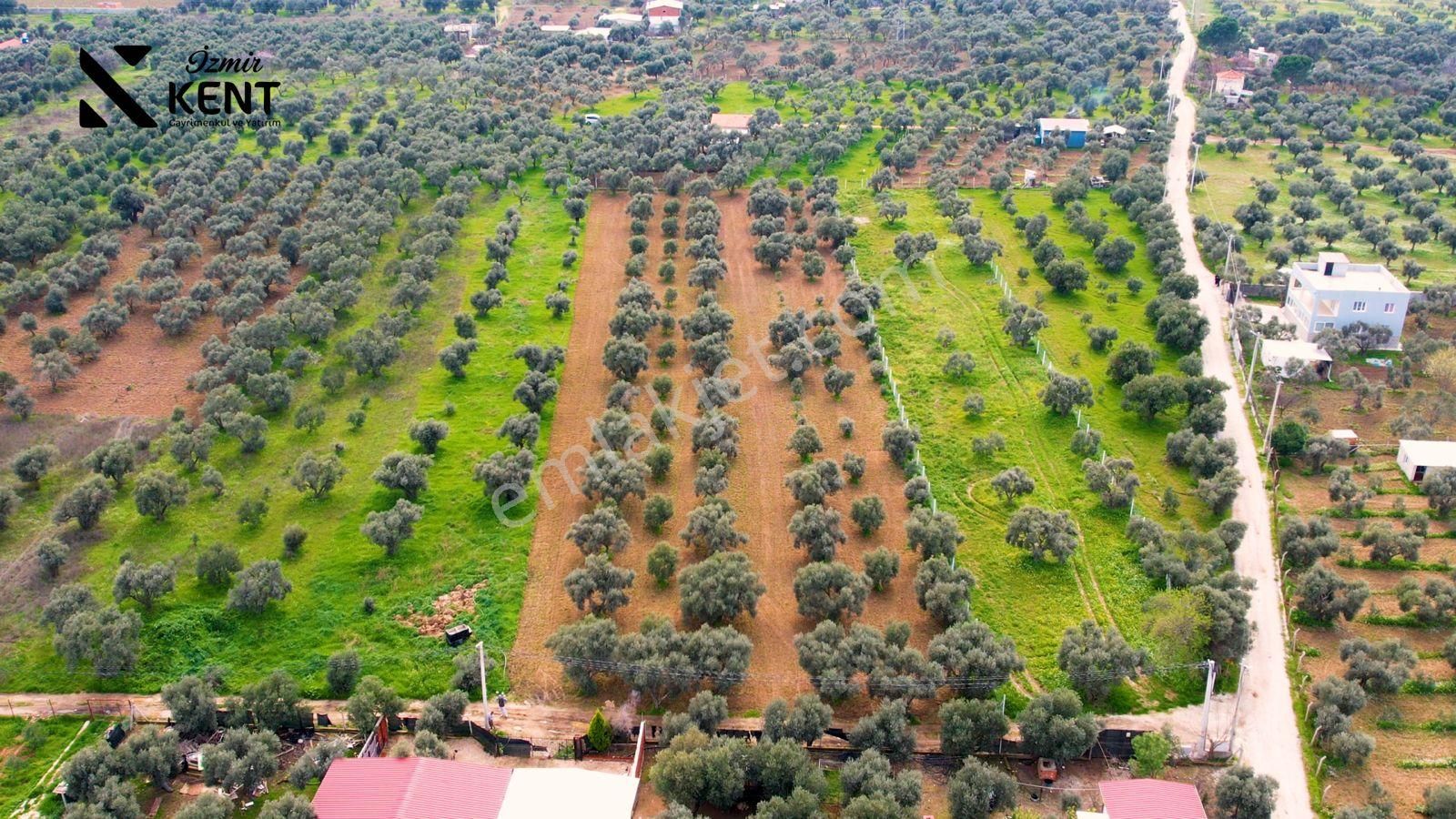 Kemalpaşa Armutlu Satılık 2.661 M2 Zeytinlik - Görsel 23