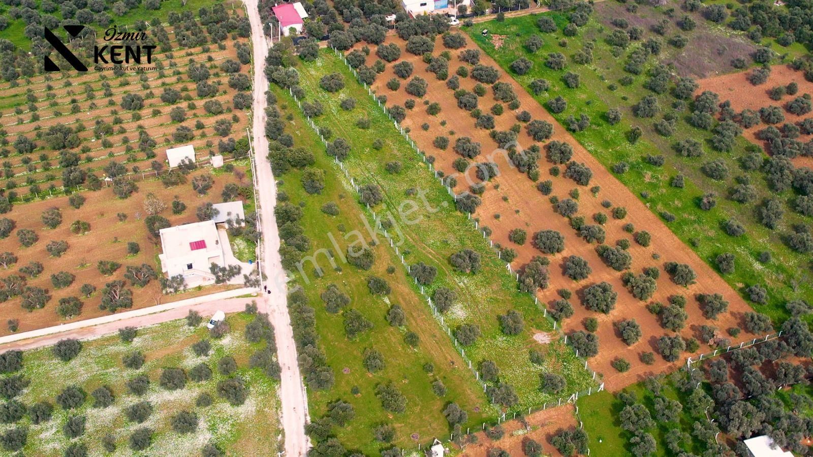 Kemalpaşa Armutlu Satılık 2.661 M2 Zeytinlik - Görsel 16