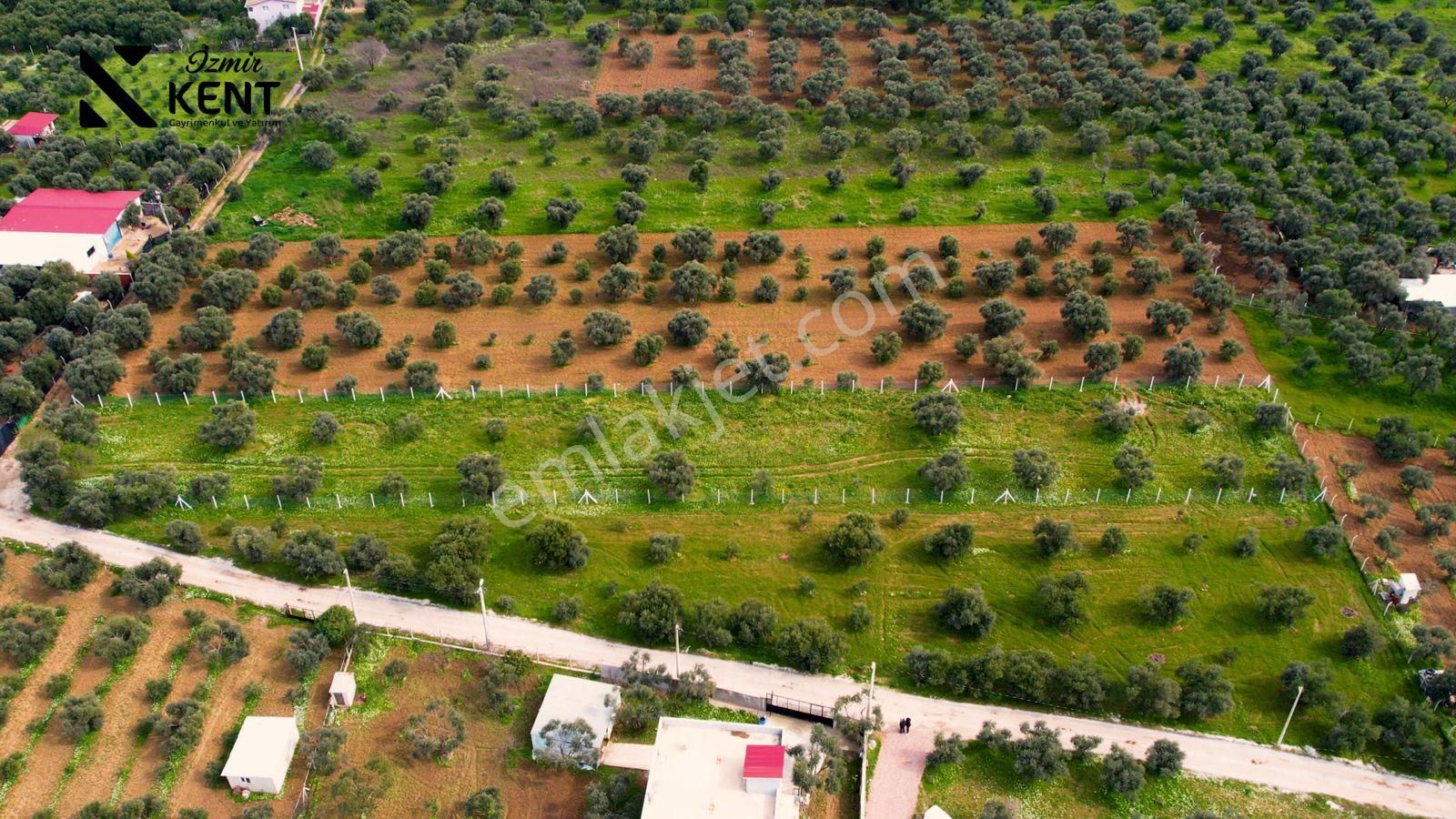 Kemalpaşa Armutlu Satılık 2.661 M2 Zeytinlik - Görsel 21