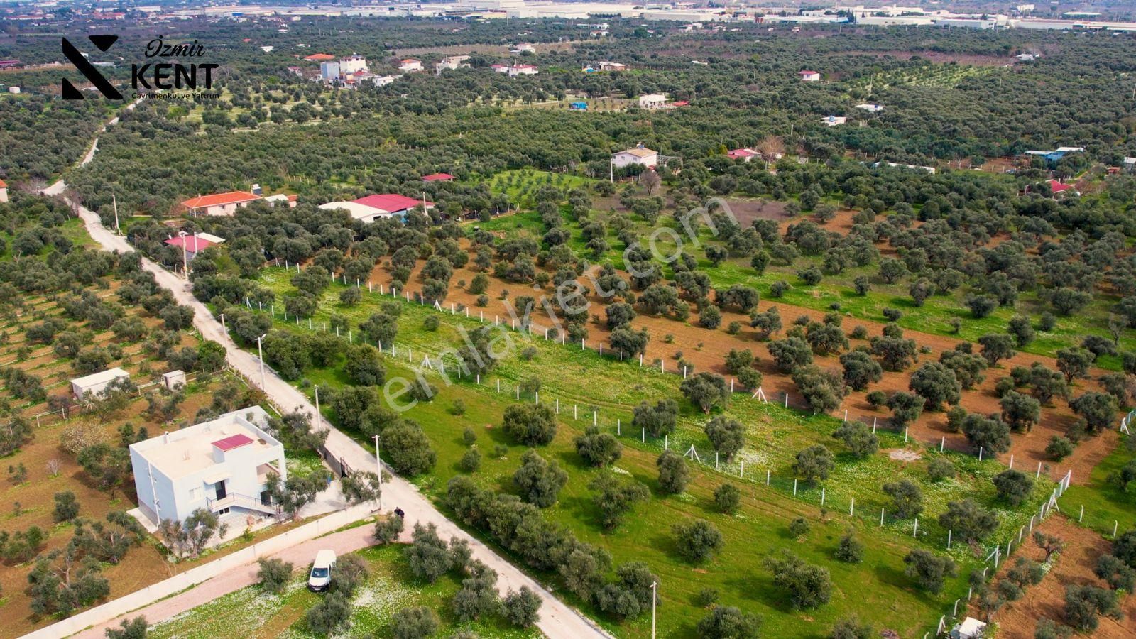 Kemalpaşa Armutlu Satılık 2.661 M2 Zeytinlik - Görsel 20