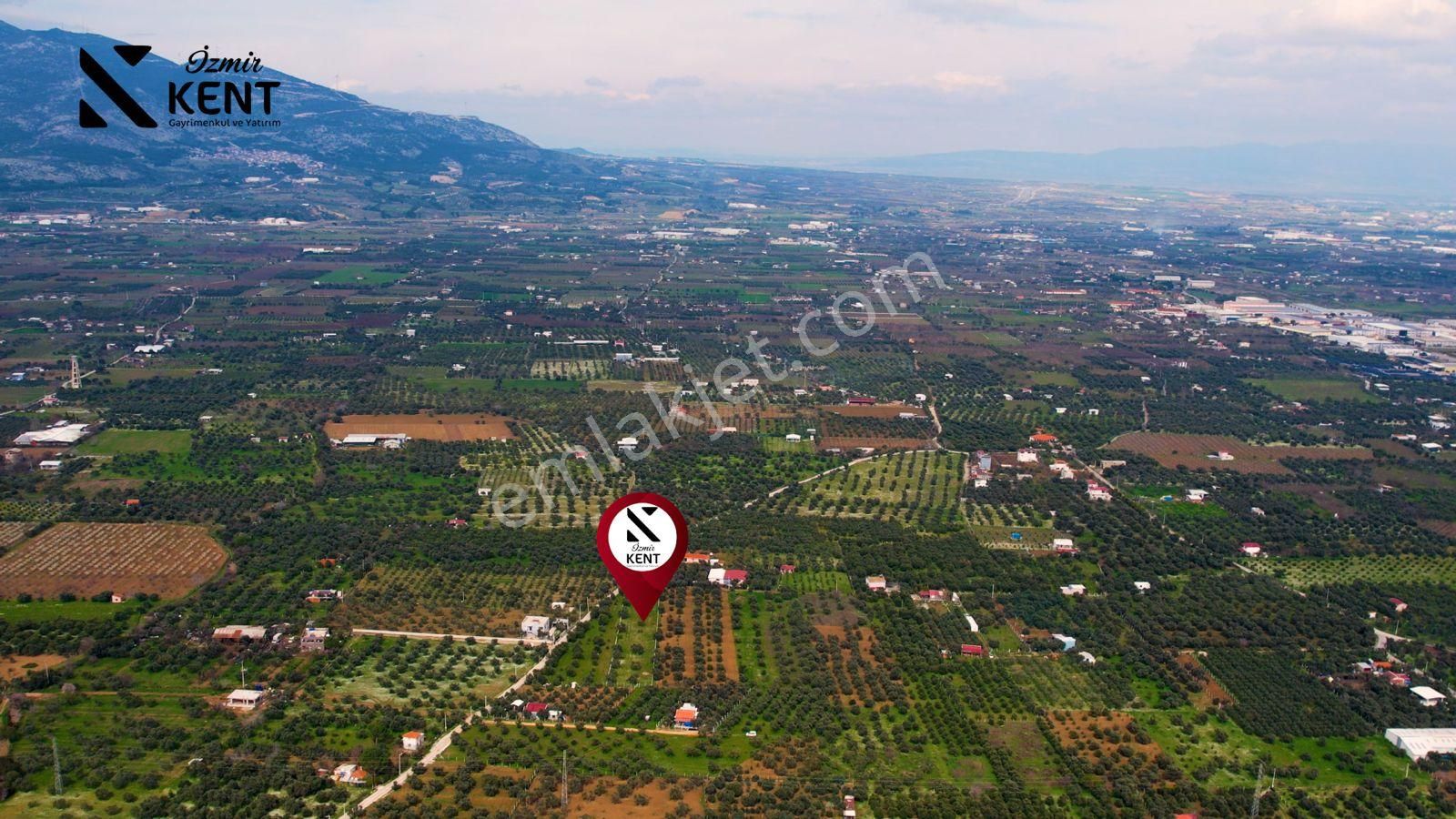 Kemalpaşa Armutlu Satılık 2.661 M2 Zeytinlik - Görsel 15