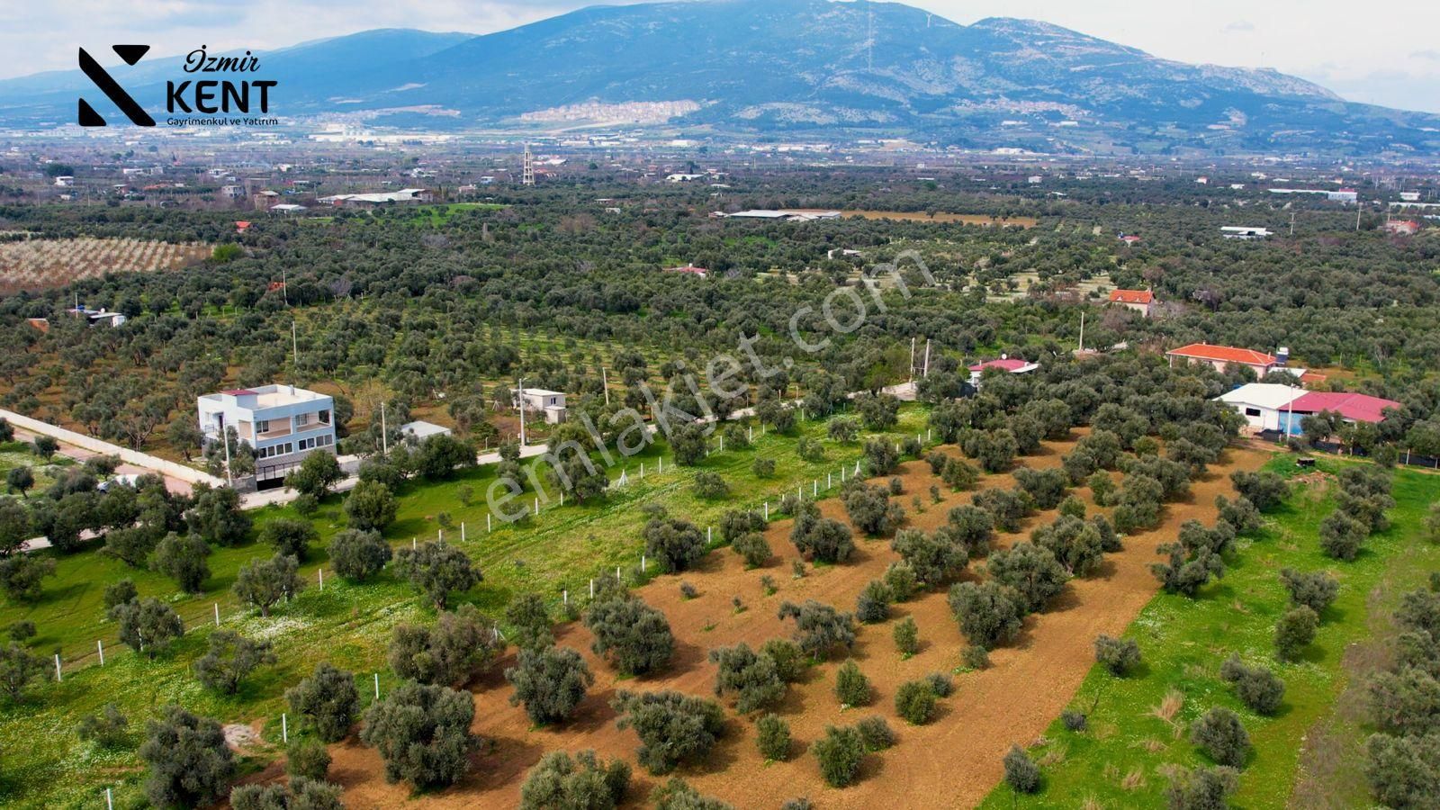 Kemalpaşa Armutlu Satılık 2.661 M2 Zeytinlik - Görsel 8