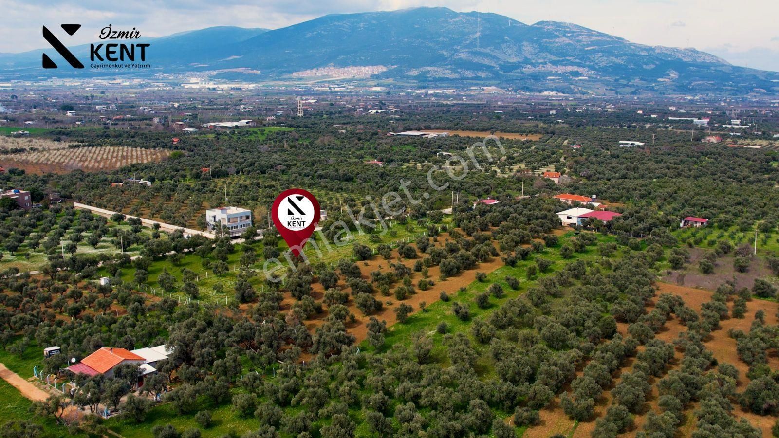 Kemalpaşa Armutlu Satılık 2.661 M2 Zeytinlik - Görsel 18